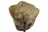Dinosaur Vertebra Section w/ Metal Stand - South Dakota #335508-4